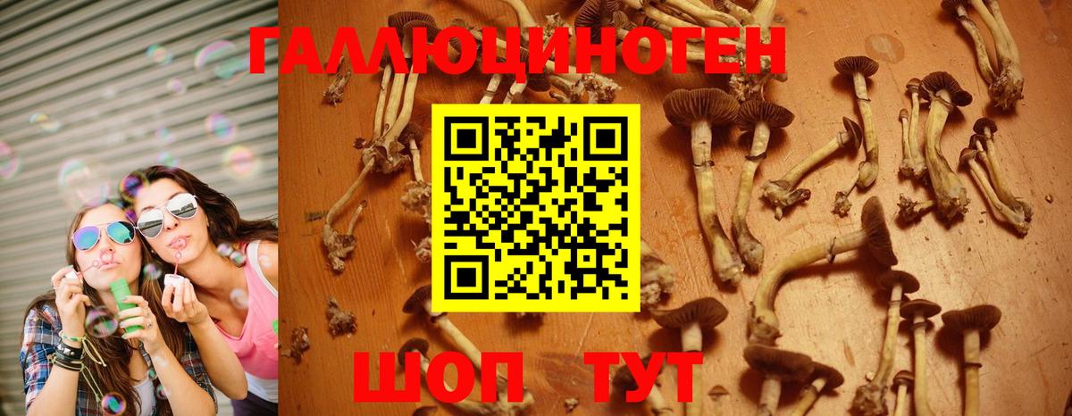 Псилоцибиновые грибы Psilocybe Армавир